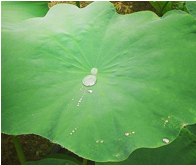 ロータス構造により撥水性を持つ蓮の葉
